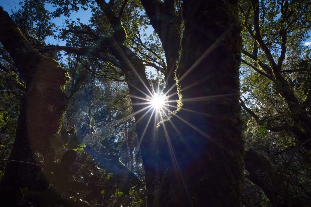 Bosc de l'Obac - El Cinquè Llac