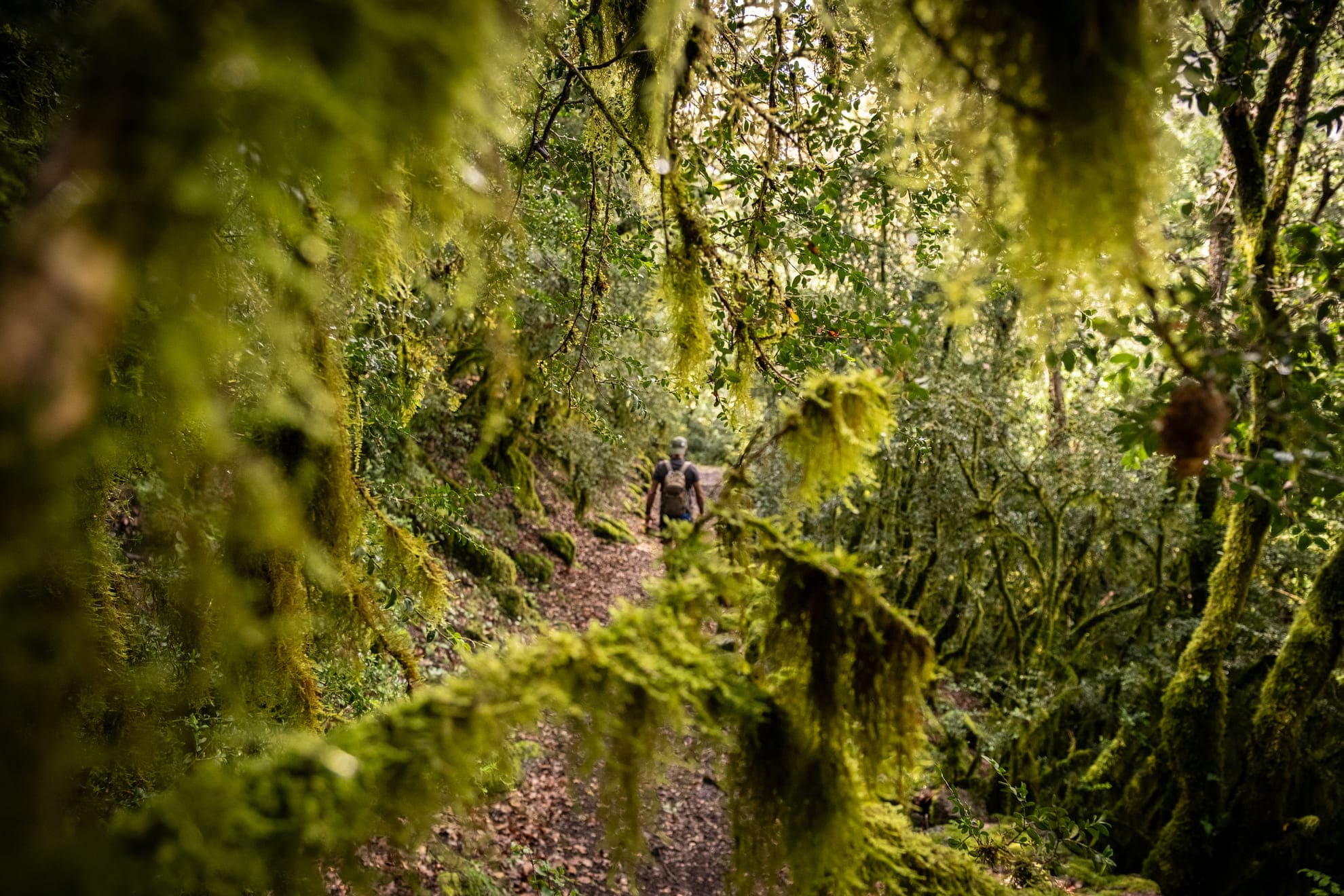 Bosc de l'Obac - El Cinquè Llac