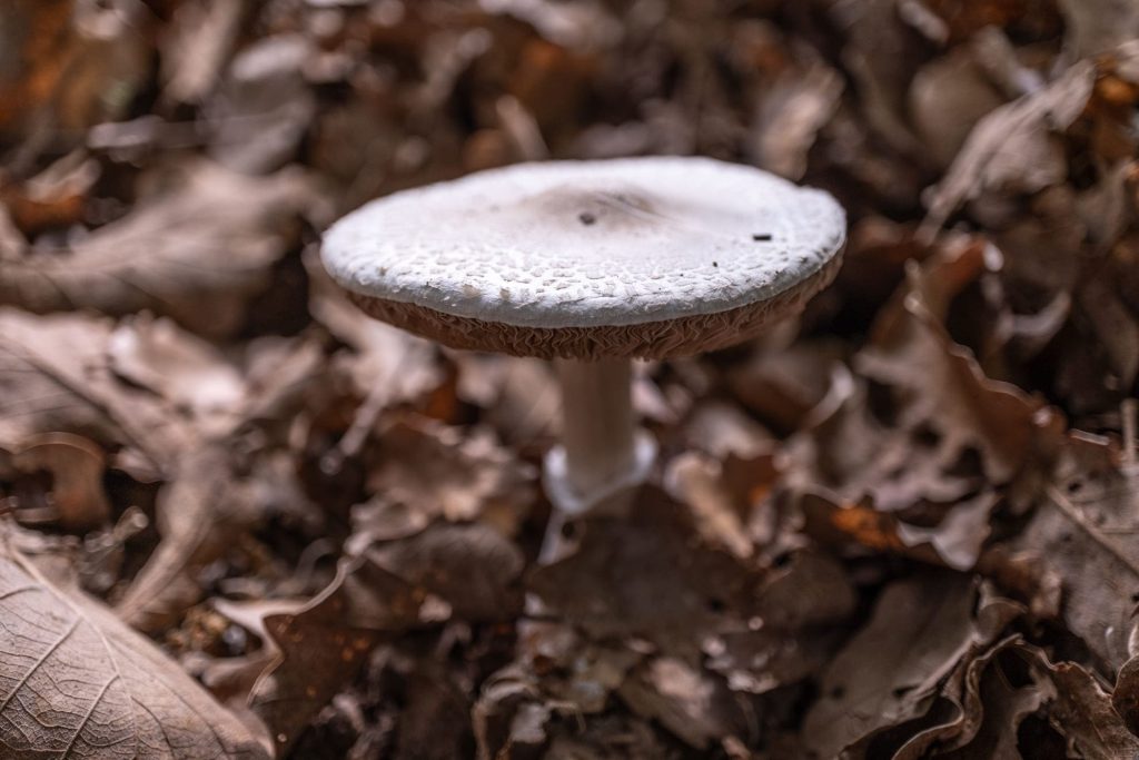 Primera etapa El Cinquè Llac